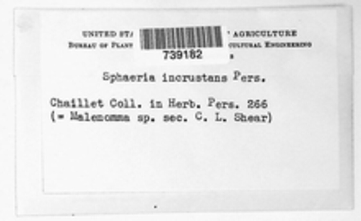 Sphaeria incrustans image